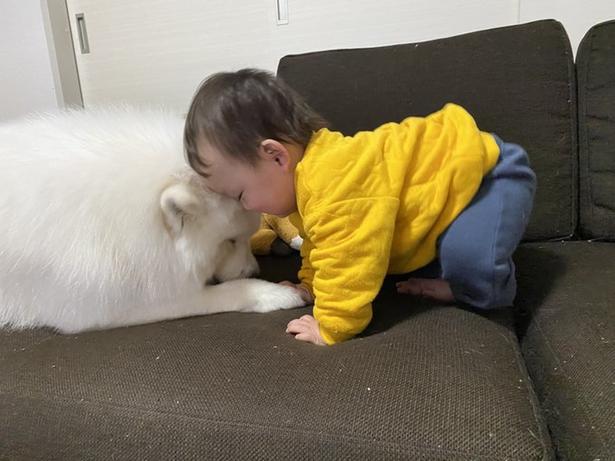 仲良く頭をくっつけるこはくちゃんとお子さま▶︎ときには疲れちゃうことも(⇒次へ) モエド こはく(@kohaku_Samoyed)さんのXより