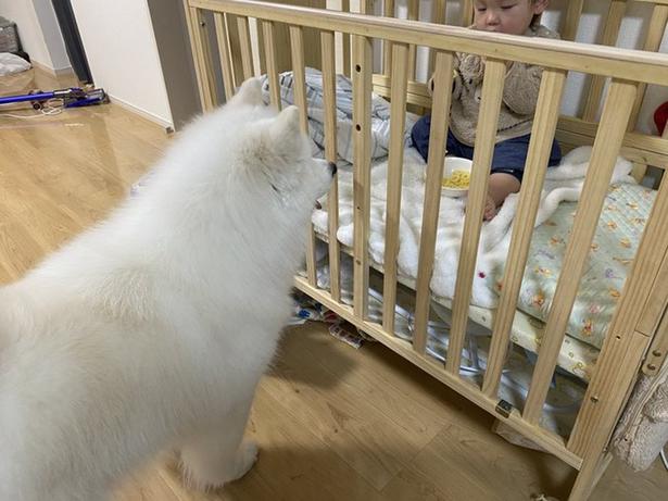 おやつを食べる弟がちょっと羨ましいこはくちゃん▶︎いつも近くで寄り添っています(⇒次へ) モエド こはく(@kohaku_Samoyed)さんのXより