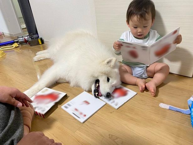 延々と同じ本の音読に付き合わされてさすがに疲れたこはくちゃん▶︎顔を見合わせて(⇒次へ) モエド こはく(@kohaku_Samoyed)さんのXより