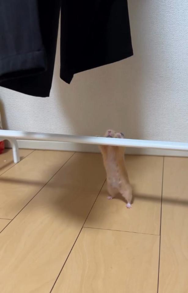 洋服ラックに手を伸ばす「ぱんちゃん」（⇒次へ） pan_hamuさんのInstagramより