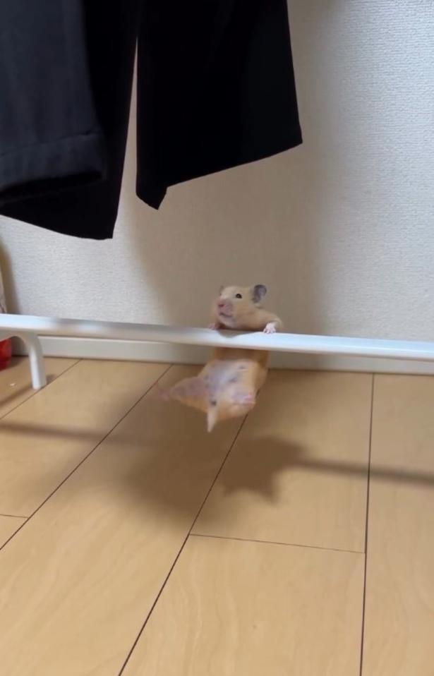 体を持ち上げる▶ちょこんと見える…（⇒次へ） pan_hamuさんのInstagramより