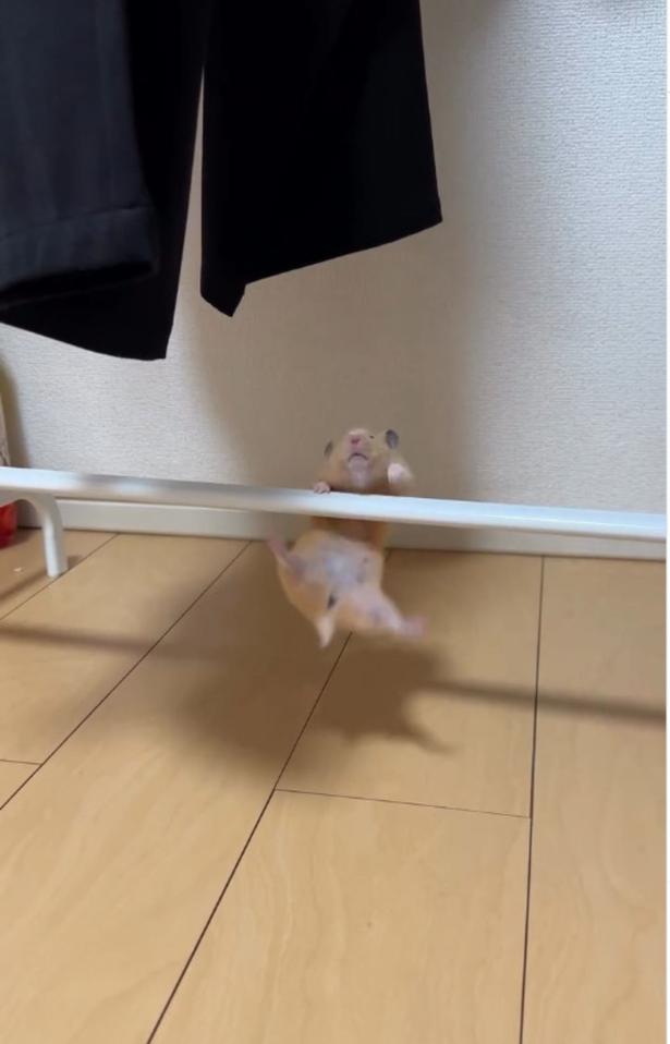 小さなしっぽ▶力尽き降りたが…（⇒次へ） pan_hamuさんのInstagramより