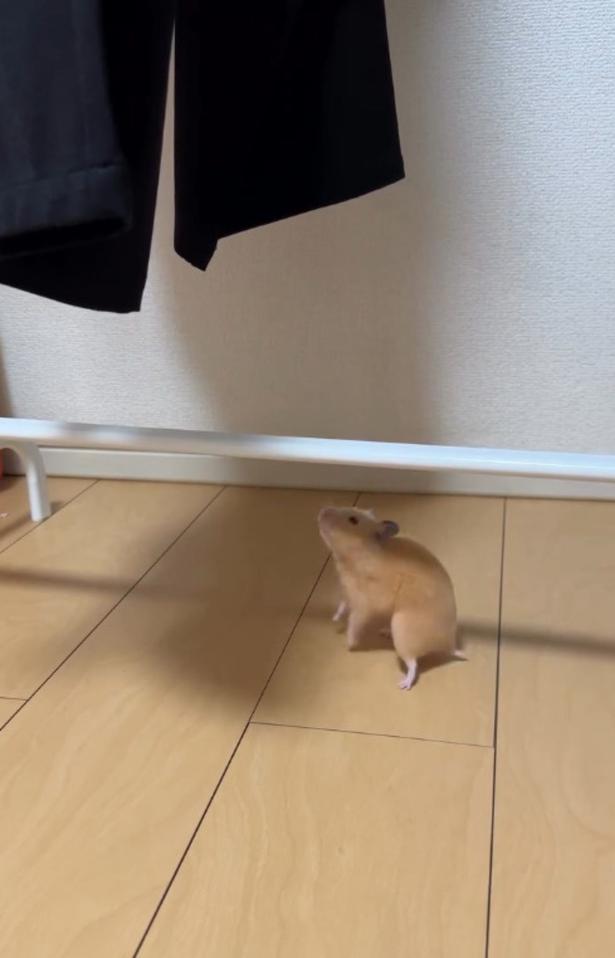 リベンジを試みる▶再び…（⇒次へ） pan_hamuさんのInstagramより