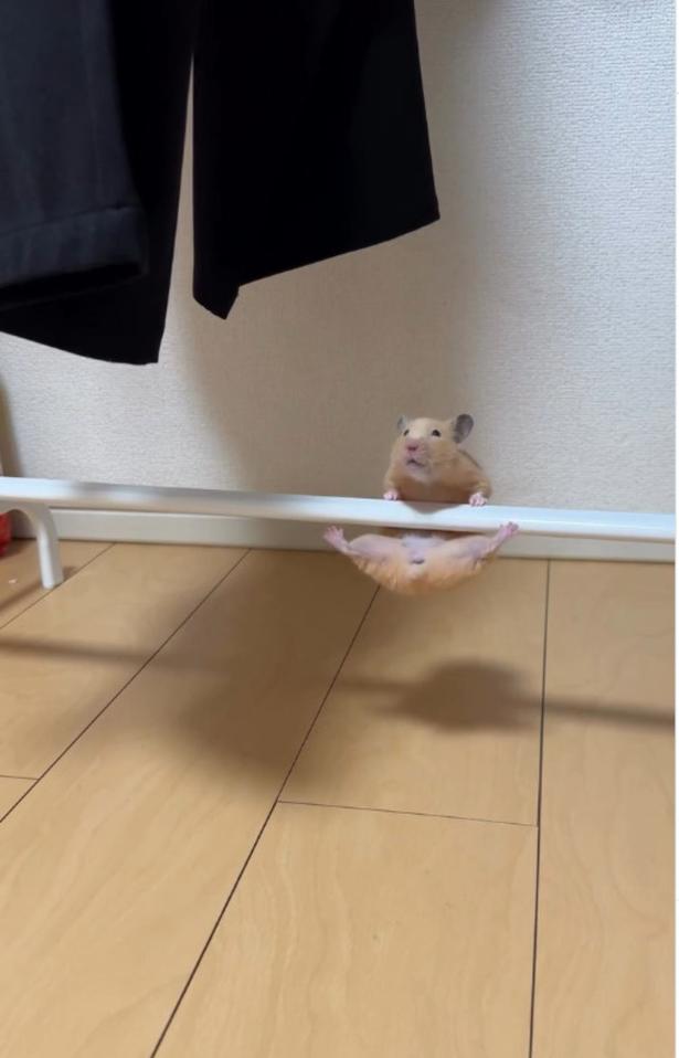 大きく開いた後ろ足▶大技に成功！？（⇒次へ） pan_hamuさんのInstagramより
