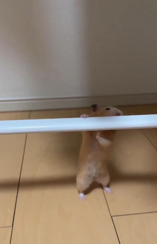 ベストポジションを探している▶パイプに手をかけ…（⇒次へ） pan_hamuさんのInstagramより