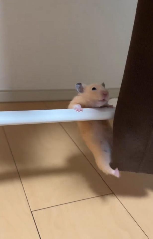 足をブラブラ▶反動をつけ…（⇒次へ） pan_hamuさんのInstagramより