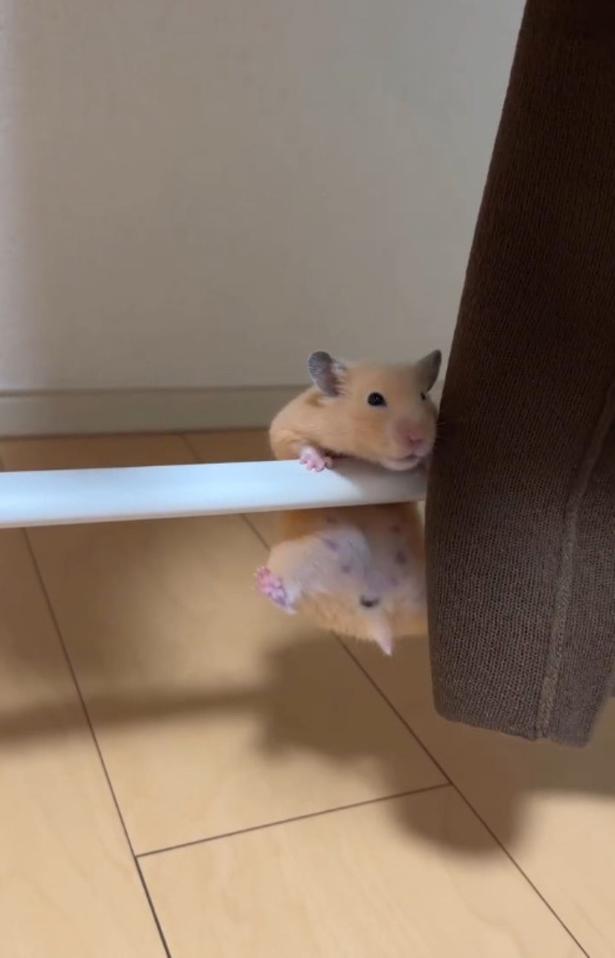 体を持ち上げる▶手に力を込め…（⇒次へ） pan_hamuさんのInstagramより