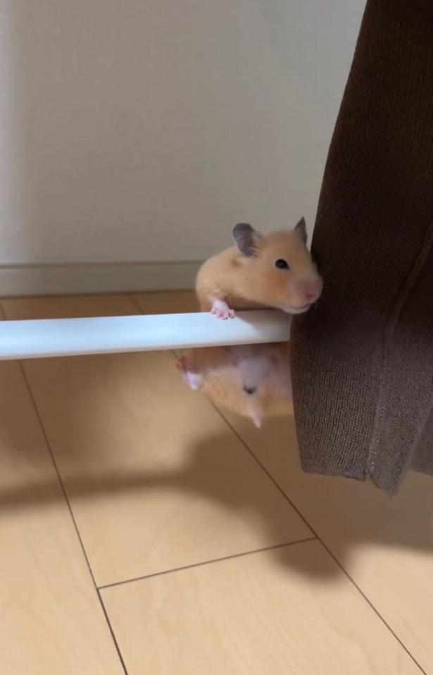 再び足を揺らす▶さらに高く上がろうとして…（⇒次へ） pan_hamuさんのInstagramより
