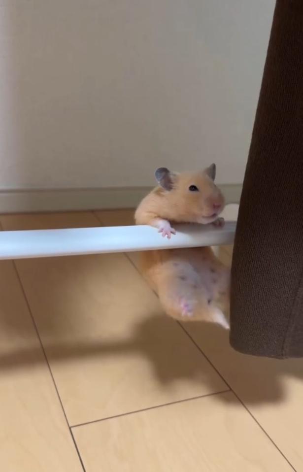 手を滑らせそうになる▶再び…（⇒次へ） pan_hamuさんのInstagramより