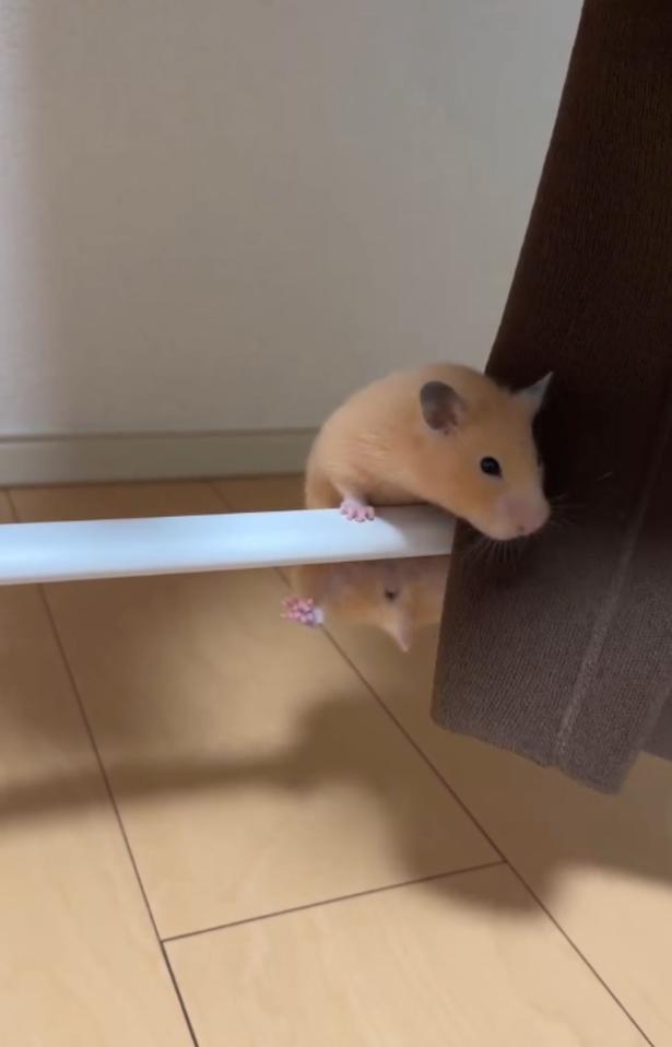 両手に力を込める▶ついに…（⇒次へ） pan_hamuさんのInstagramより