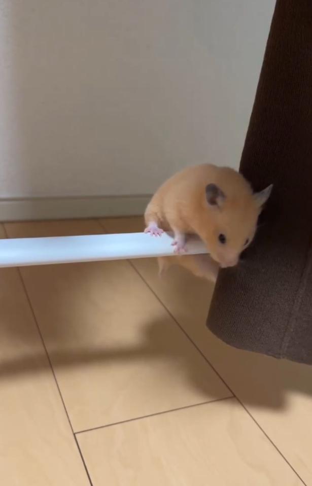 パイプの上に上がった！▶大技が成功したけど…（⇒次へ） pan_hamuさんのInstagramより
