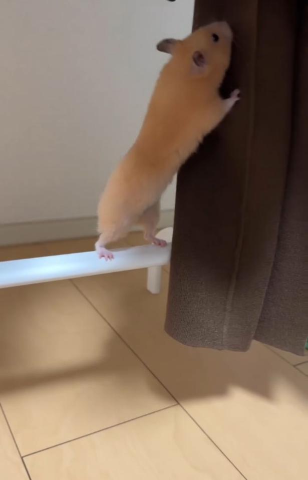 触ってみる▶じっとしてられない…（⇒次へ） pan_hamuさんのInstagramより