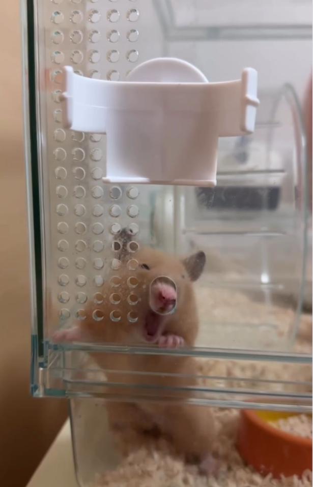 鼻を突っ込んでみる▶（次画像からハムスターを愛しすぎる飼い主が小さなかわいい相棒との日々を描いた『はむはむづくし2』が読めます） pan_hamuさんのInstagramより