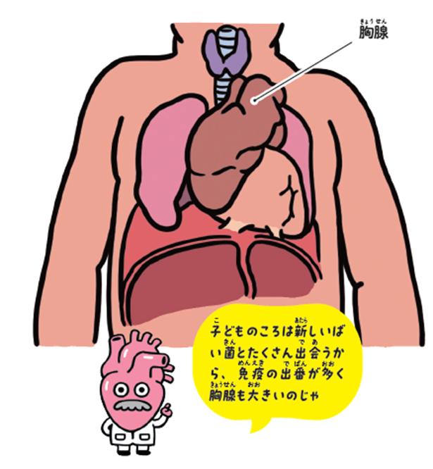 子どもの胸腺は大きい （C）室生暁／KADOKAWA