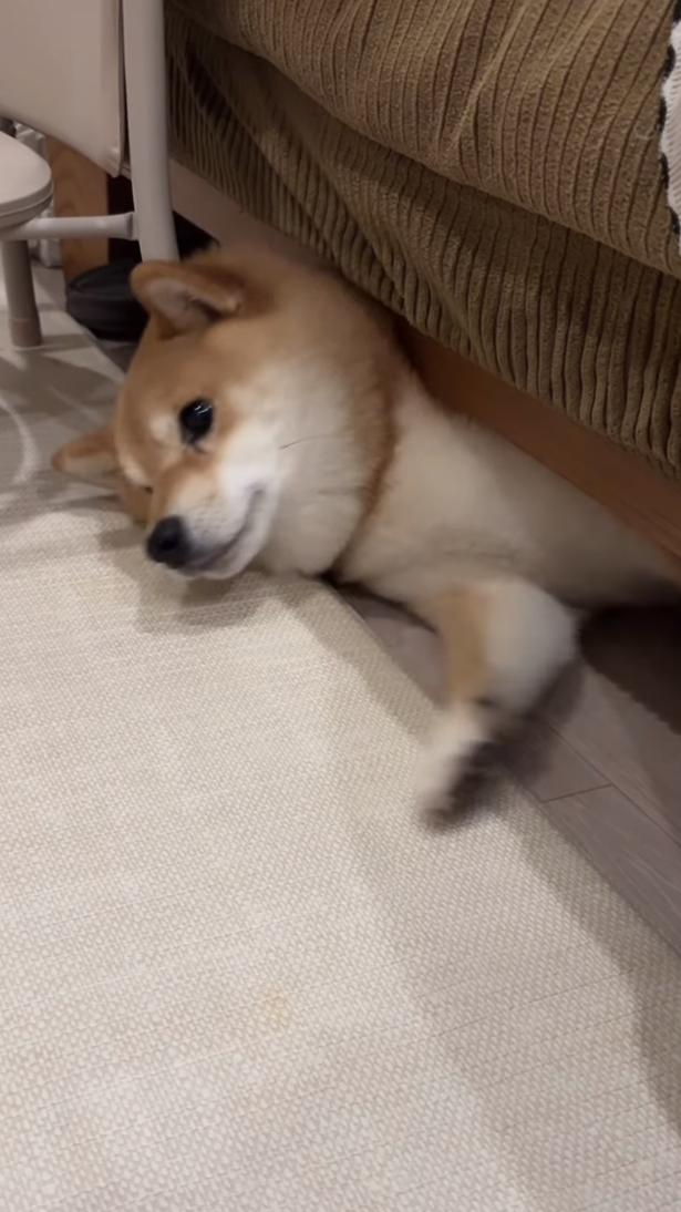 ソファの下から顔を出す「よしむねくん」（⇒次へ） kuromame_ranmaruさんのInstagramより