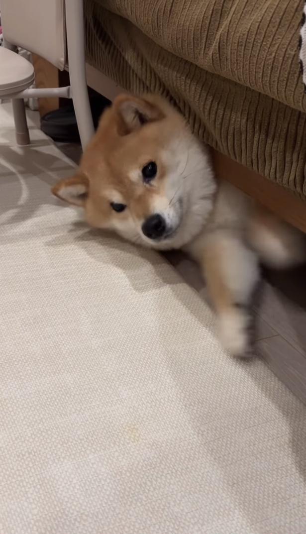 抜け出したくて足をバタバタ▶なかなか出られず…（⇒次へ） kuromame_ranmaruさんのInstagramより