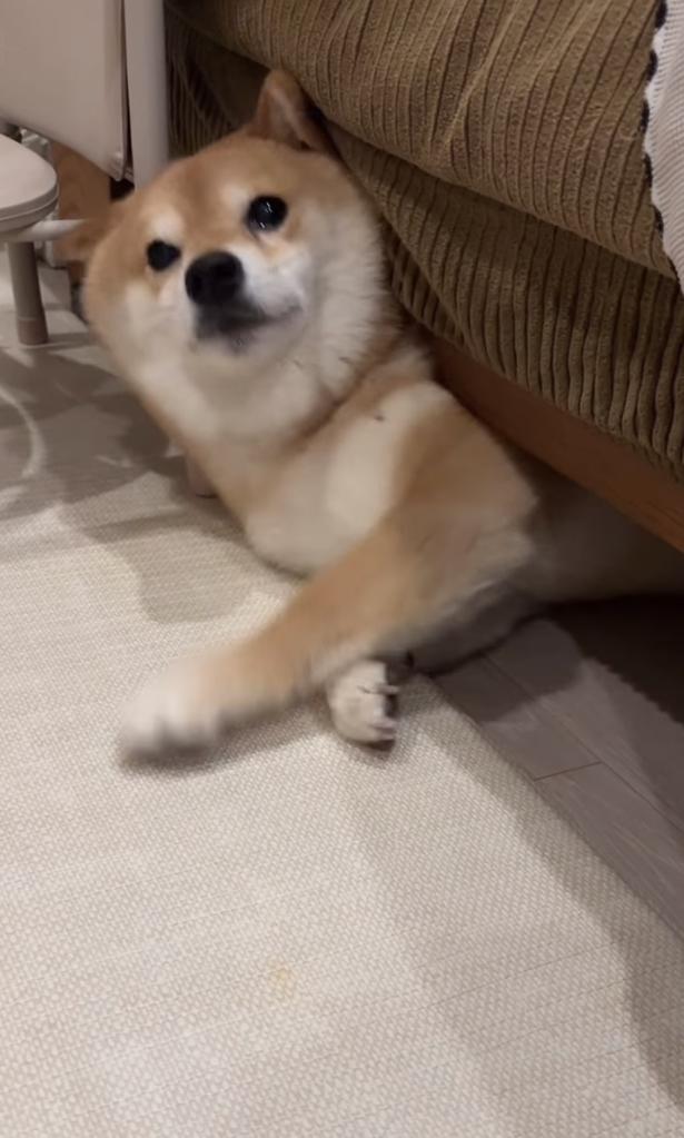 目が真剣▶ぐっと踏ん張ると…（⇒次へ） kuromame_ranmaruさんのInstagramより