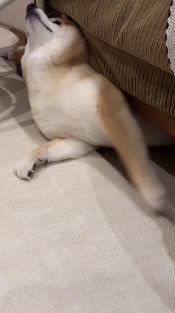 肩が出た▶鼻先を後ろに向けて…（⇒次へ） kuromame_ranmaruさんのInstagramより