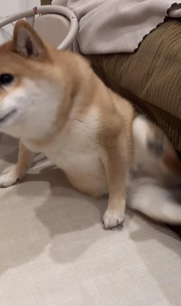 脱出成功▶ソファを後にして…（⇒次へ） kuromame_ranmaruさんのInstagramより
