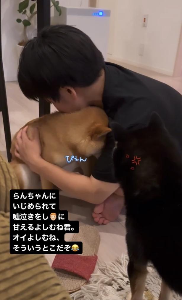 泣いたフリで飼い主さんにすり寄る▶ときどき…（⇒次へ） kuromame_ranmaruさんのInstagramより