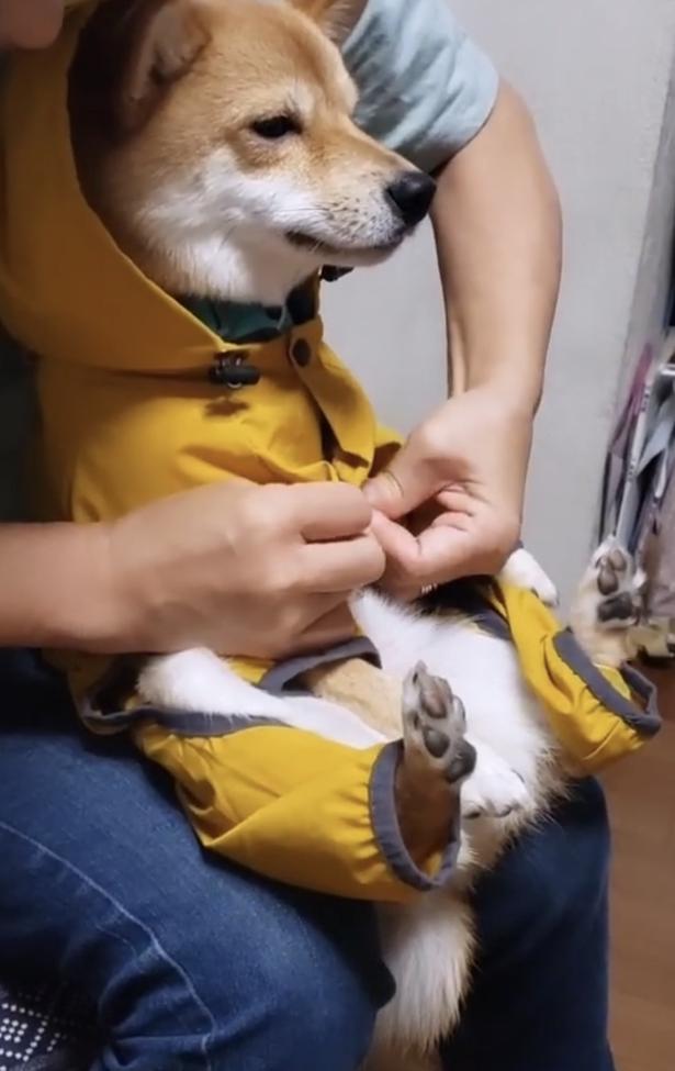 レインコートを着せてもらう▶されるがままで…（⇒次へ） kuromame_ranmaruさんのInstagramより