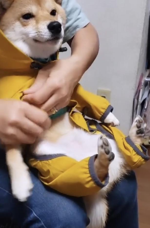 まるでぬいぐるみ▶（次画像からマイペースな柴犬のコミックエッセイ『柴犬ぽんちゃん、今日もわが道を行く』が読めます） kuromame_ranmaruさんのInstagramより
