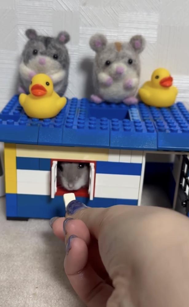 飼い主さんがおやつを差し出す（⇒次へ） hamustag.ramさんのInstagramより