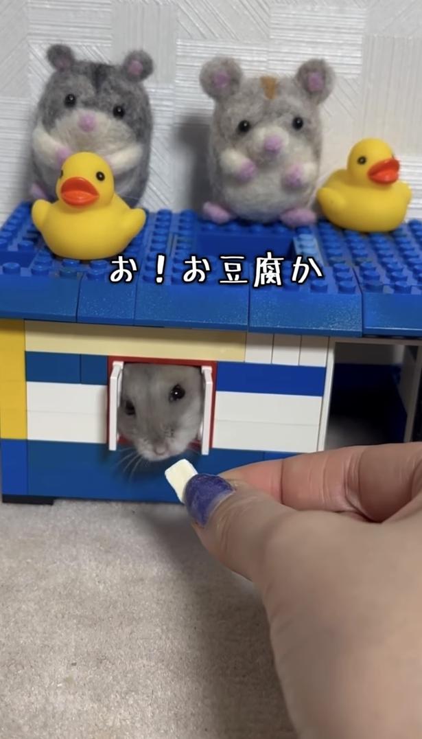 お！お豆腐だ！▶匂いにつられ…（⇒次へ） hamustag.ramさんのInstagramより