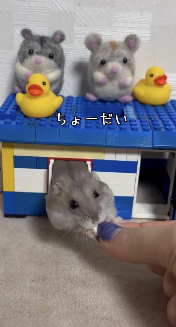 体の半分が外に出た▶ヤバい！落ちる…！（⇒次へ） hamustag.ramさんのInstagramより