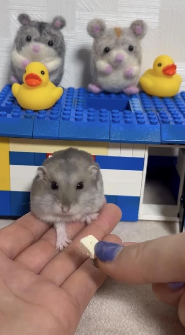 飼い主さんが咄嗟にナイスキャッチ▶出過ぎた…戻らなきゃ！（⇒次へ） hamustag.ramさんのInstagramより