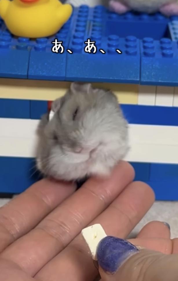 頬が引っかかった！▶頬の中のおやつは出したくない…！（⇒次へ） hamustag.ramさんのInstagramより