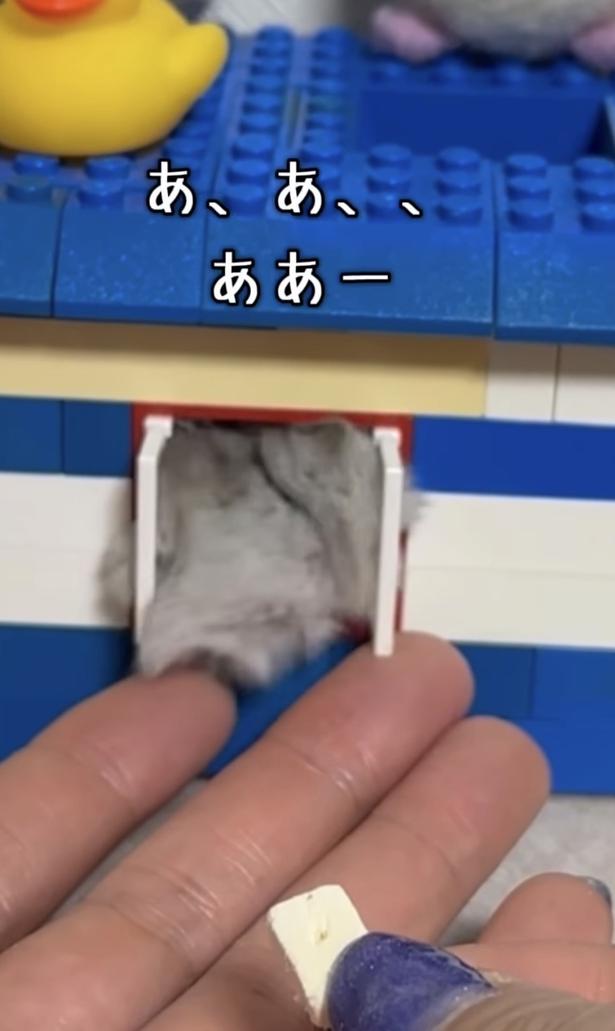 もはや誰？▶ようやく戻れて…（⇒次へ） hamustag.ramさんのInstagramより