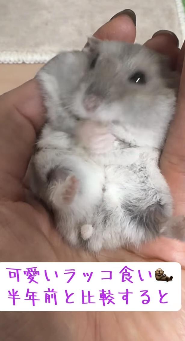 アフター▶半年前よりスッキリしたね（⇒次へ） hamustag.ramさんのInstagramより