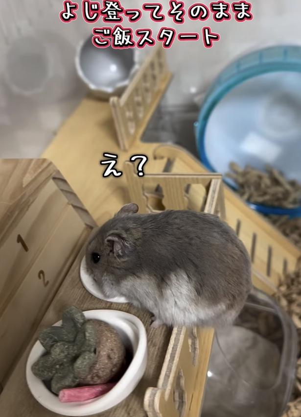 手すりからいただきます▶大丈夫？（⇒次へ） hamustag.ramさんのInstagramより