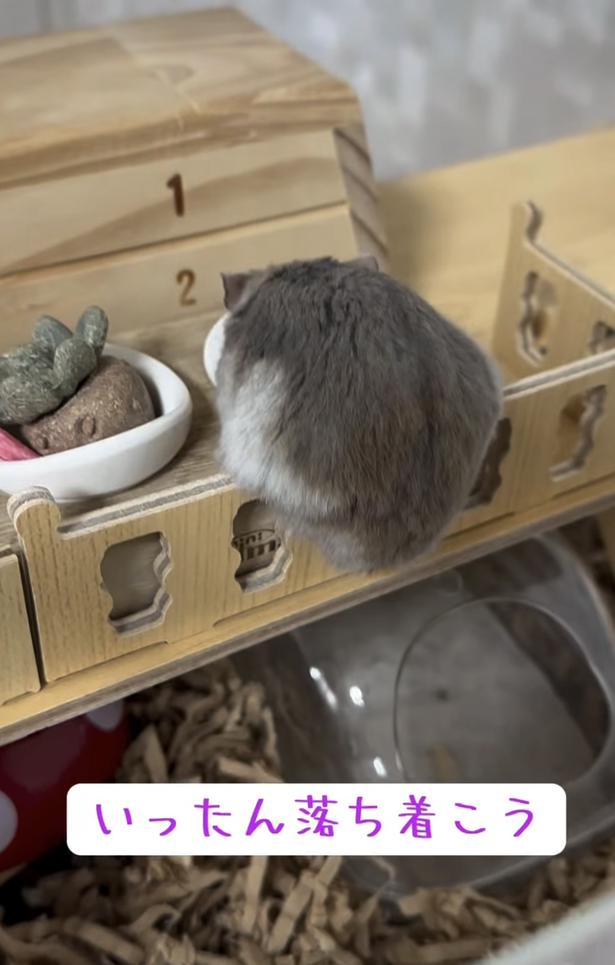 お尻が落ちそう！▶（次画像からハムスターを愛しすぎる飼い主が小さなかわいい相棒との日々を描いた『はむはむづくし2』が読めます） hamustag.ramさんのInstagramより