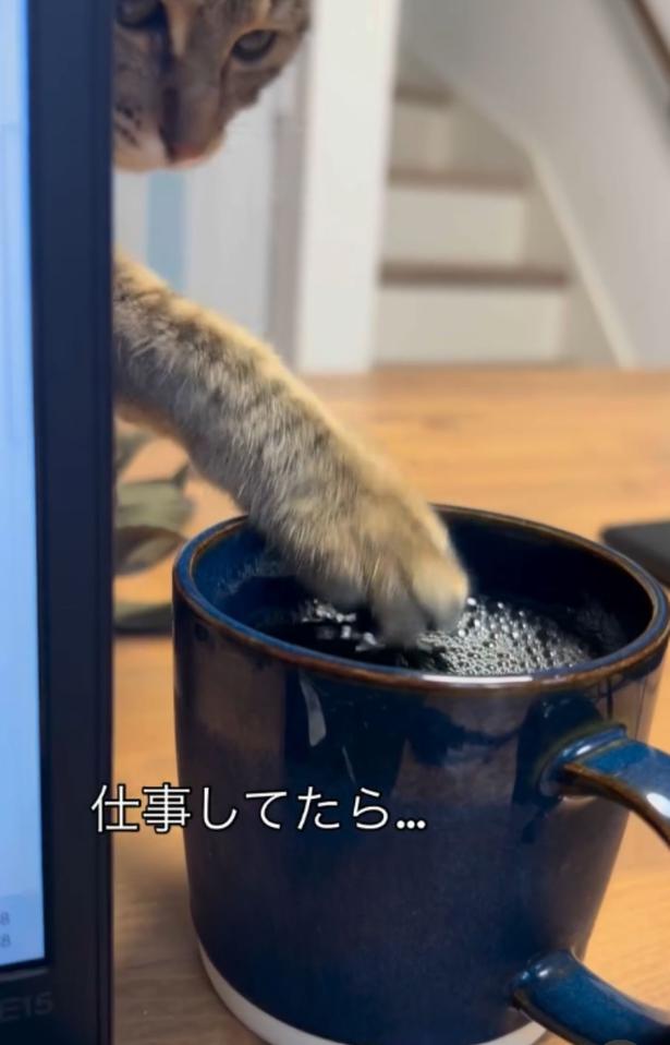 そろりと前足を伸ばす▶麦茶をタッチして…（⇒次へ） neromoka_tokidoki_neoさんのInstagramより