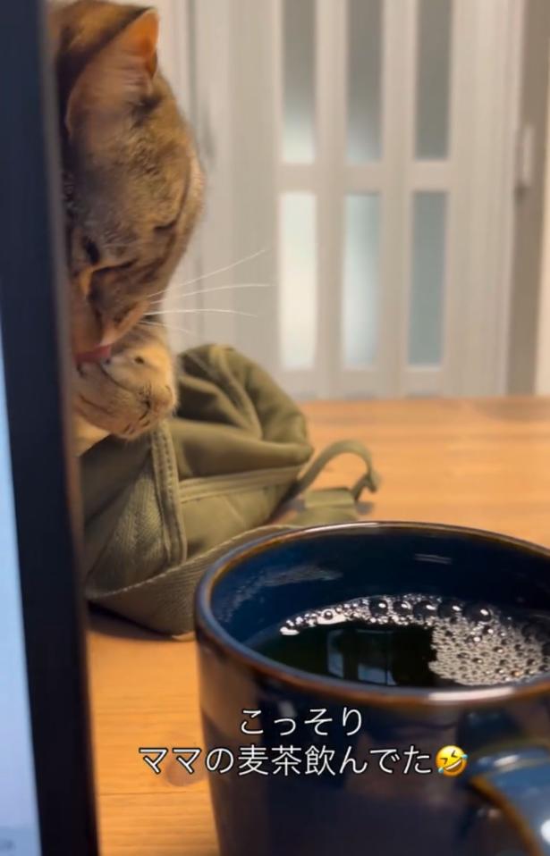 麦茶に触れなかった…▶リベンジ!?(⇒次へ) neromoka_tokidoki_neoさんのInstagramより