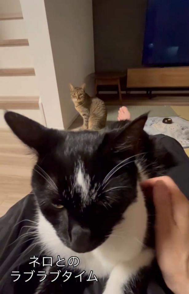 飼い主さんとネロちゃんのラブラブタイム▶視線を感じる…(⇒次へ) neromoka_tokidoki_neoさんのInstagramより