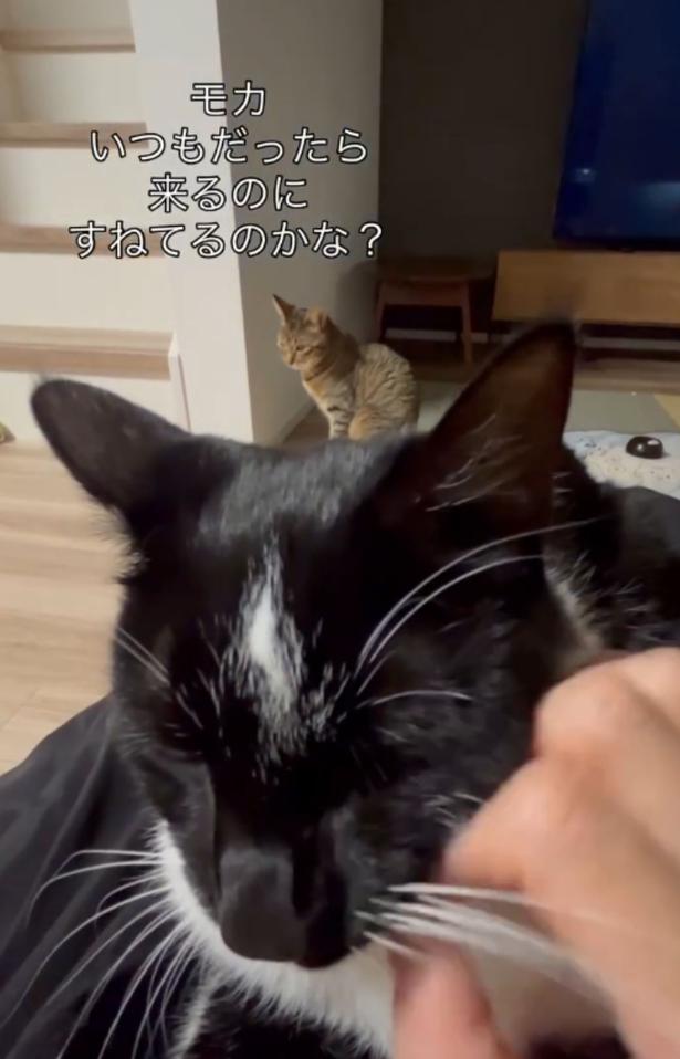 下を向き、拗ねているかのよう▶運動神経抜群!?(⇒次へ) neromoka_tokidoki_neoさんのInstagramより