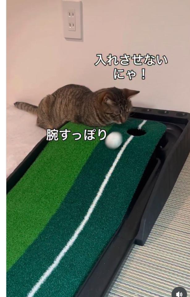 ボール穴が気になる〜▶穴の中に前足を入れ…(⇒次へ) neromoka_tokidoki_neoさんのInstagramより