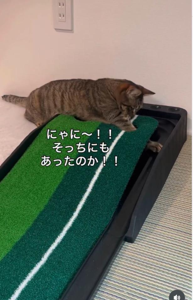 入れさせないにゃ!▶ボールが転がってきて…(⇒次へ) neromoka_tokidoki_neoさんのInstagramより