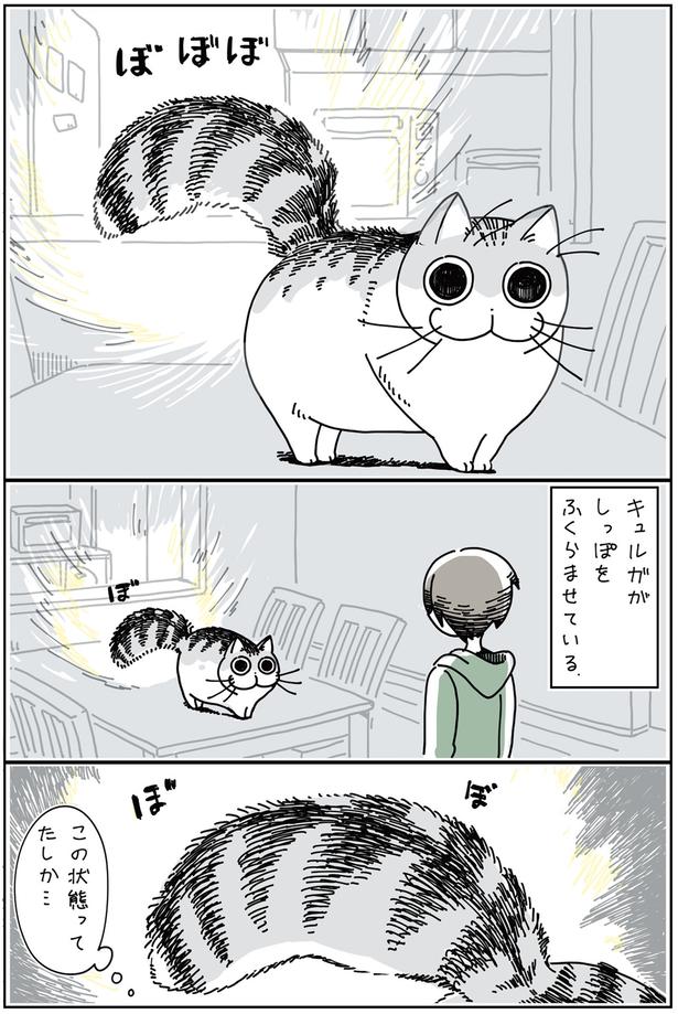 ふくらんだしっぽが気になる （C）キュルZ／KADOKAWA