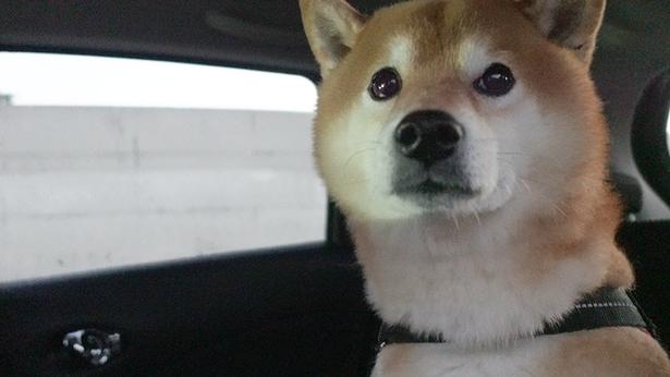 どこに行くのかわからず、キョトン顔のはちくん