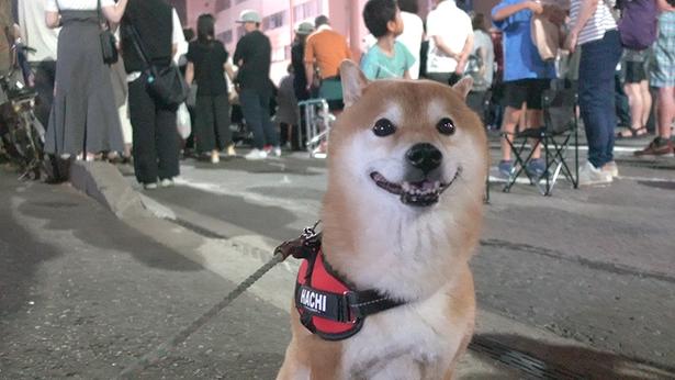 お祭りの雰囲気にワクワクのはちくん