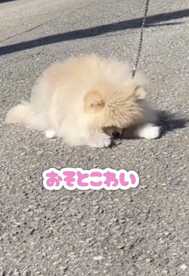 お外怖い〜！（⇒次へ） wolfsableleo926さんのInstagramより