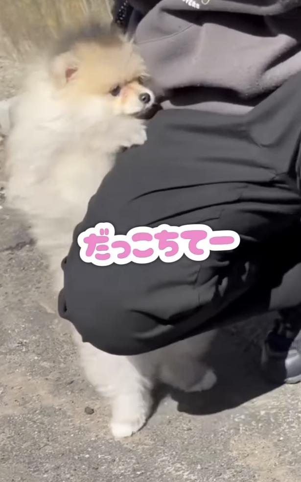 抱っこして〜!▶飼い主さんが歩き始めると…(⇒次へ) wolfsableleo926さんのInstagramより