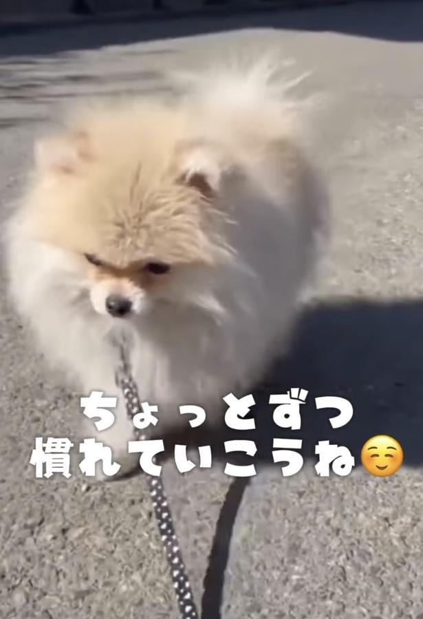 しぶしぶ歩いてくれた▶カフェでは活発!?(⇒次へ) wolfsableleo926さんのInstagramより