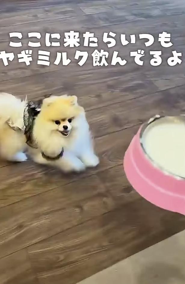ヤギミルクが好き▶店員さんが来ると…(⇒次へ) wolfsableleo926さんのInstagramより