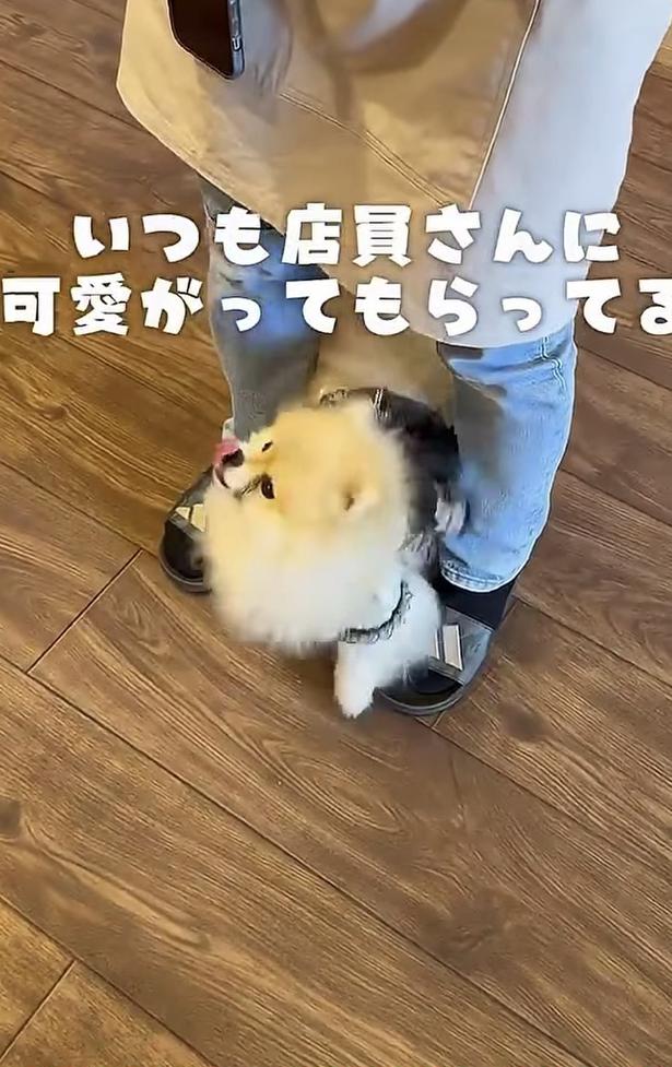 足元をくるくる▶おもちゃを投げてもらえば…(⇒次へ) wolfsableleo926さんのInstagramより