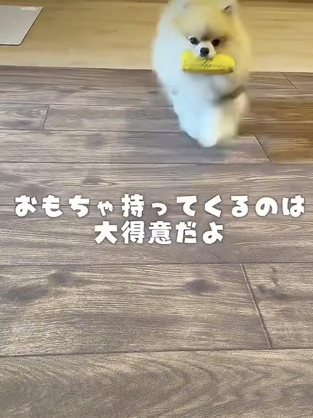 何度も拾いに行って大はしゃぎ!▶シャンプー中の激変姿(⇒次へ) wolfsableleo926さんのInstagramより